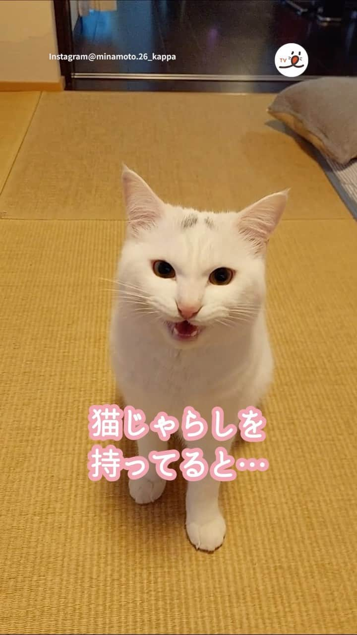 PECOねこ部のインスタグラム