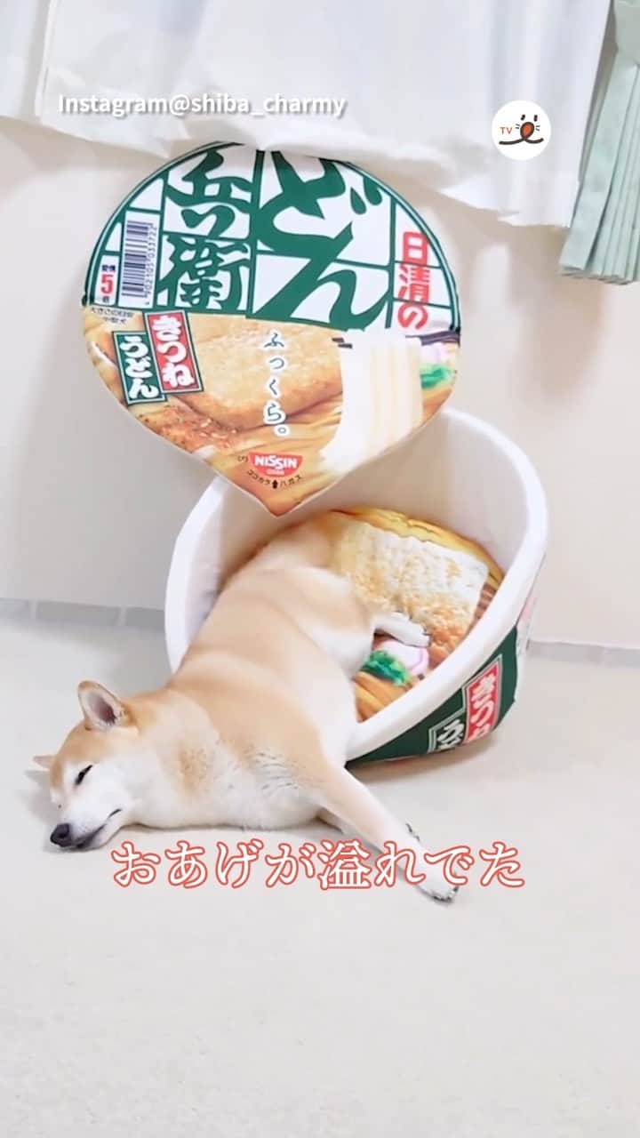 PECO いぬ部のインスタグラム：「「溢れちゃった🦊✨」  ㅤㅤ 今回素敵な投稿をしてくださったのは… @shiba_charmy さん（チャーミーちゃん） 他にも素敵なお写真がたくさんあるので ぜひ遊びに行ってみてね♪ ㅤㅤ ㅤㅤ ㅤㅤ 〖 #pecoいぬ部（ #ペコねこ部 ） 〗をつけてご投稿いただくと PECOのSNSで楽しくご紹介させていただきます😋 フォロー&コメントお待ちしています✨ ㅤㅤ ㅤㅤ  ============================== @pecodogs（ @pecocats ）☚YouTubeでも可愛いワンコ（ニャンコ）紹介中🐶💕 ==============================  #犬のいる暮らし #犬部 #犬好きな人と繋がりたい #dogstagram #doglover #멍스타그램 #개스타그램 #柴犬 #shibainu #ふっくらおあげ #きつねうどん #かわいい寝相」