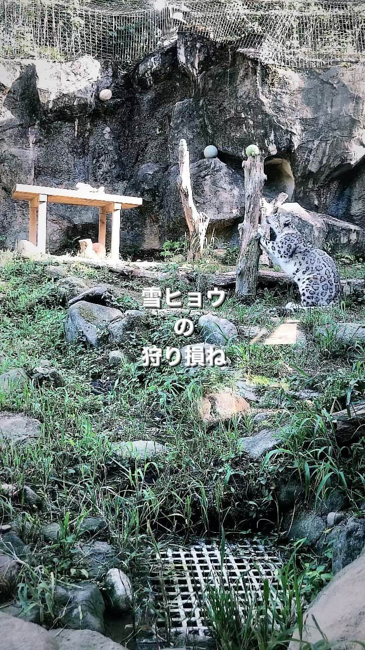 谷川正憲のインスタグラム：「狩り損ねの雪豹」