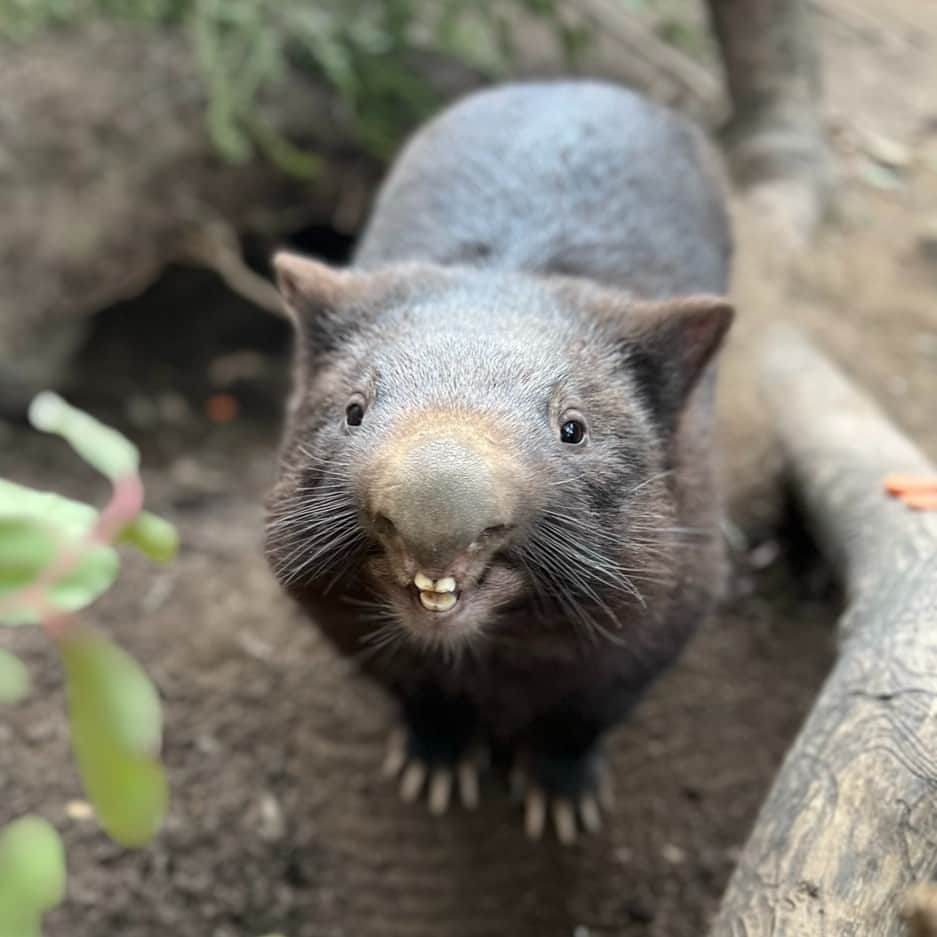 San Diego Zooさんのインスタグラム写真 - (San Diego ZooInstagram)「Say teef! 📸  #Wombat #Smile #Teefs #SanDiegoZoo」8月29日 4時00分 - sandiegozoo