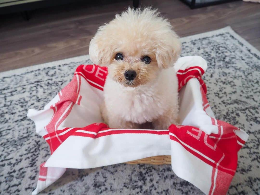 くるみたんのインスタグラム