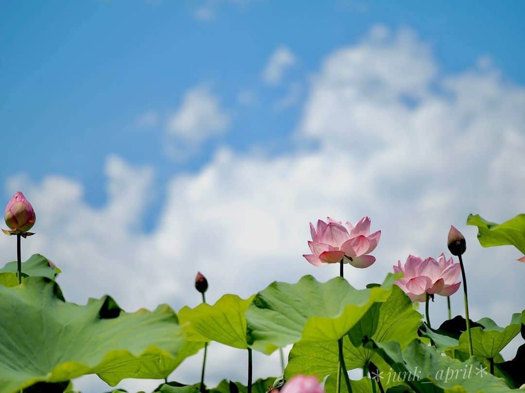 花の写真館のインスタグラム：「Photo by @junk_april. https://instagram.com/junk_april/ . Original Post[投稿いただいたURL] https://www.instagram.com/p/CvW6XX5P1kA/ . 本アカウントは、 #私の花の写真 をつけてInstagramに投稿された皆さまの花の写真や、「花の写真館」Facebookページで投稿された花の写真を紹介します。 「花の写真館」Facebookページは、「 @floral.photograph 」のプロフィールにあるURLからご覧ください。 . ※各種法令、マナー、関係者の指示に従った撮影をお願いします。 *Please ensure that your photography adheres to all relevant laws, etiquette, and instructions issued by authorized persons. ※本アカウントは東京カメラ部がFacebook、Instagramのサービスを利用して運営しているもので、Meta社・Instagramとは一切関係ありません。 . #花の写真館 #floralphotograph #floralphoto #flower #flowers Follow: @floral.photograph」