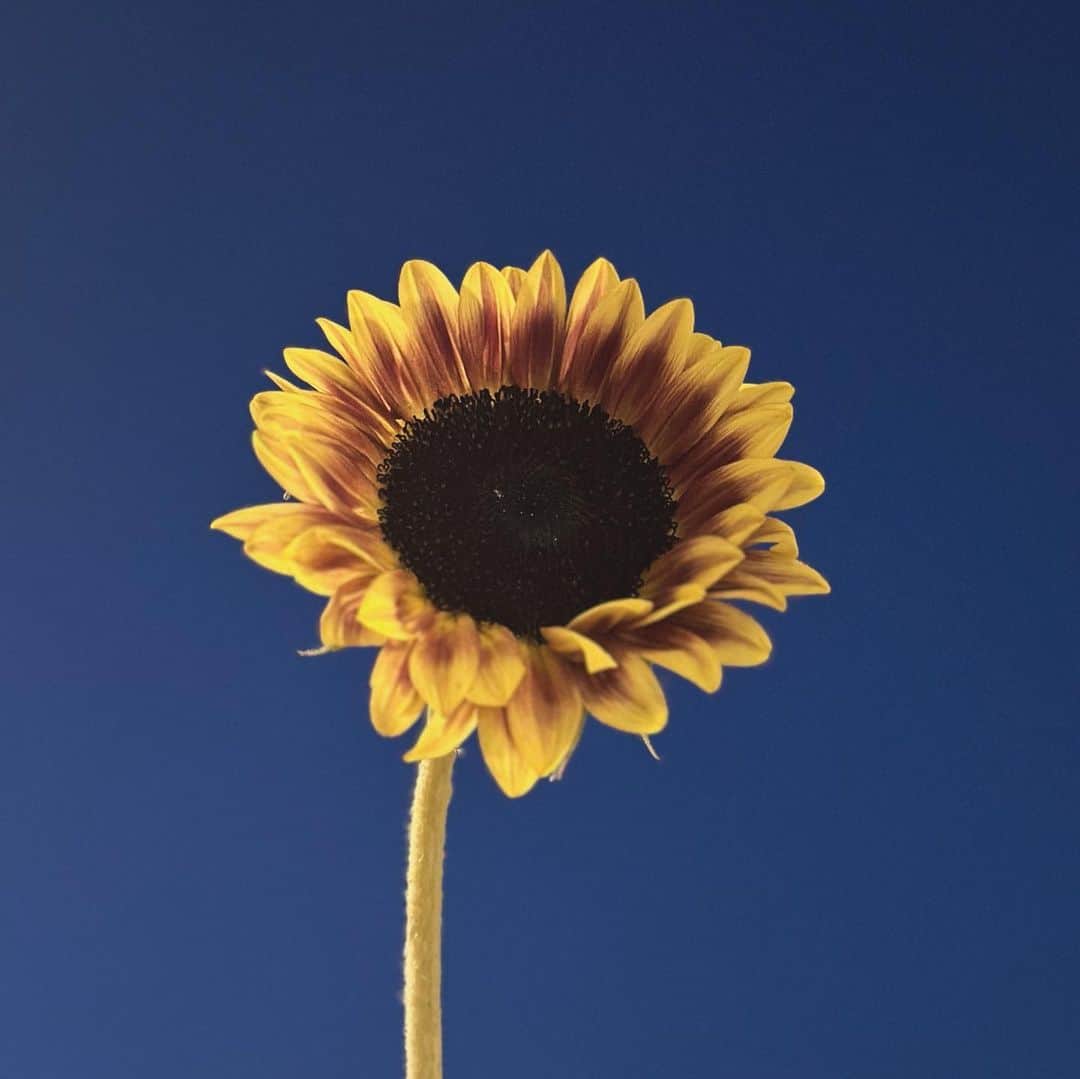 のインスタグラム：「SunFlower  夜空に浮かべると花火みたいだね。   #ゆきみとフィルム  陽のあたる場所で、上を向いて咲いてたいね。」
