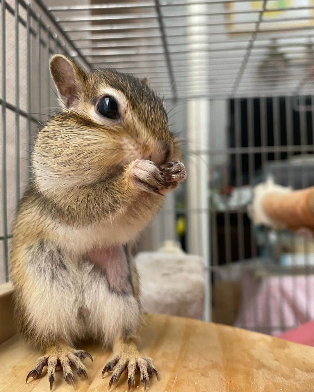 peace_0322のインスタグラム：「#リス#シマリス#ふわもこ部 今朝のひよりん☺️朝はハンモックやコーナーステージでまったりしてる事が多いね」