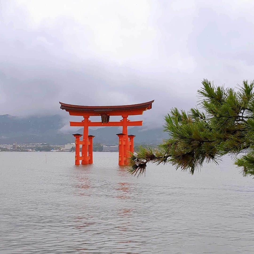 桑原麻美のインスタグラム：「宮島にも行ってきました！ ⁡ ⁡ 数年前に来た時は、鳥居は工事中。 コロナ禍で観光客はほとんどいない 貸切状態で厳島神社に参拝しました。 ⁡ ⁡ 今回は雨でも観光客がいっぱい。 実は雨の宮島は初めてで、 それはそれで美しかったです✨ ⁡ ⁡ 厳島神社と、隣のお寺の弁財天様に お参りし、揚げもみじで休憩♪ ⁡ ⁡ かわいい鹿にも会えて、 予想以上に長居してしまいました😊 ⁡ ⁡ #アナウンサー　 #フリーアナウンサー　 #桑原麻美　 #話し方講師　 #マナー講師　 #アラフィフ　 #ワーママ　 #司会　 #ナレーター #宮島 #厳島神社 #揚げもみじ」