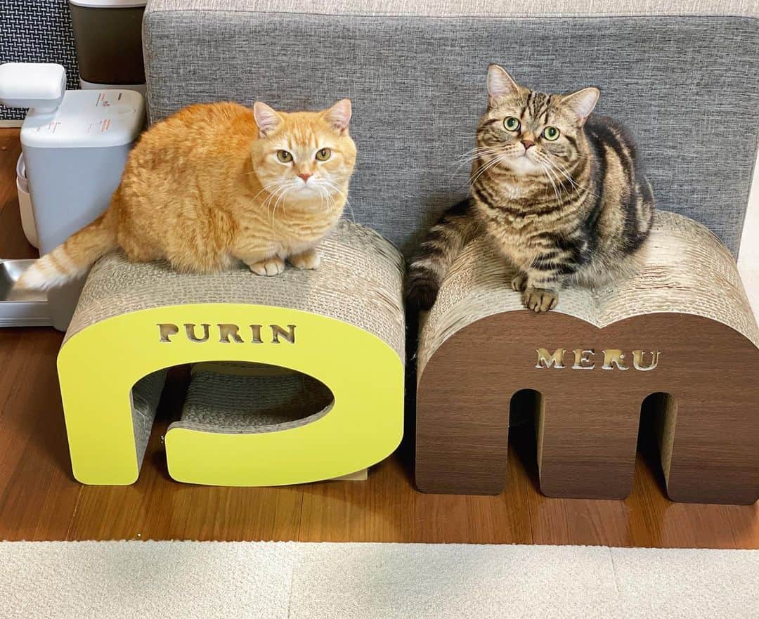 Purin_munchkincatのインスタグラム：「宣材写真みたいにいい写真撮れた〜📸✨ メルが前のめりだから大きく見える😸笑 いい写真だから何かに使いたいな〜🎶来年のカレンダーには間に合わなかった😂  #短足マンチカンのプリンとメル #マンチカン #茶トラ #キジトラ #短足 #短足マンチカン #子猫 #ねこ部 #cat #munchkincat #catstagram #ilovecat #ふわもこ部 #catloversclub #munchkinlovers #catsofinstagram #にゃんすたぐらむ #ねこのいる生活 #猫好きさんと繋がりたい」