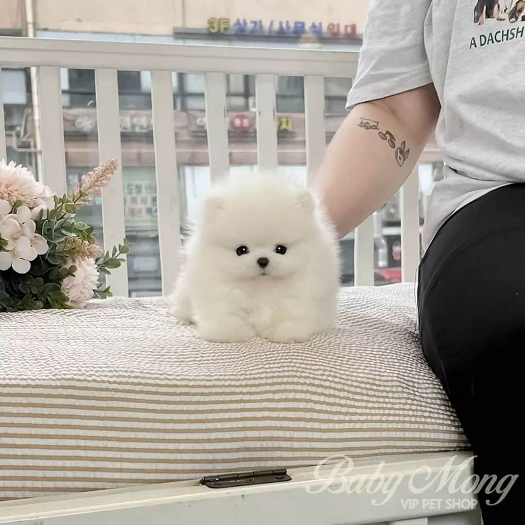 さんのインスタグラム写真 - (Instagram)「How can there be such a fluffy and pretty pompom🥰 . . 저희는 다양한 강아지를 소유하고있으며, 강아지의 외모와 건강에 최선을 다하고 있습니다. We OWN Each and Every Puppy In Hand We Only Offer the Best in Appearance and Health  . . 베이비몽은 11년동안 운영한 믿을 만한 펫샵으로 많은 한류스타, k팝스타, 셀럽들이 선택한 곳입니다 미니 사이즈,명품견 전문으로  해외,국내에서 이미 유명하며  단 한건의 사고 없이 지금까지 운영해 왔습니다  당신이 원하는 강아지가 있다면 언제든지 연락주세요!!  BabyMong is a reliable pet shop that has been operating in Korea for 11 years. Many K-pop stars, Korean wave stars, and celebrities chose BabyMong. We are specialize in selling mini-cup-sized puppies. We sent many puppies abroad for a long time. And the puppies have been transported safely without a single accident.  Feel free to contact me if you are interested. . . 🇰🇷서울 영등포 본점: 010 8325 0086 영업등록번호: 110111-7609071 주소: 서울시 영등포구 영중로23 대표번호: 1688-4386 📞  text Instagram☎+82-10-2214-0186 Whatsapp +82-10-2214-0186 Wechat babymongoverseas Email : babymongkorea@gmail.com Dm : 📩 Please direct message call me BABYMONG Main Kakao talk ID : babymongkorea . . #포메라니안 #포메 #화이트포메라니안 #미니포메 #화이트포메 #포메입양 #포메라니안분양 #강아지 #댕댕이 #멍스타그램 #베이비몽 #영등포 #강아지분양 #강아지입양 #애견분양 #애견 #pome #pomeranian #pompom #whitepome #whitepomeranian #pomeranianworld  #dog #puppy #pupppylove #teacuppuppy #teacuppomeranian #cutedog #puppyforsale」8月28日 19時48分 - babymong