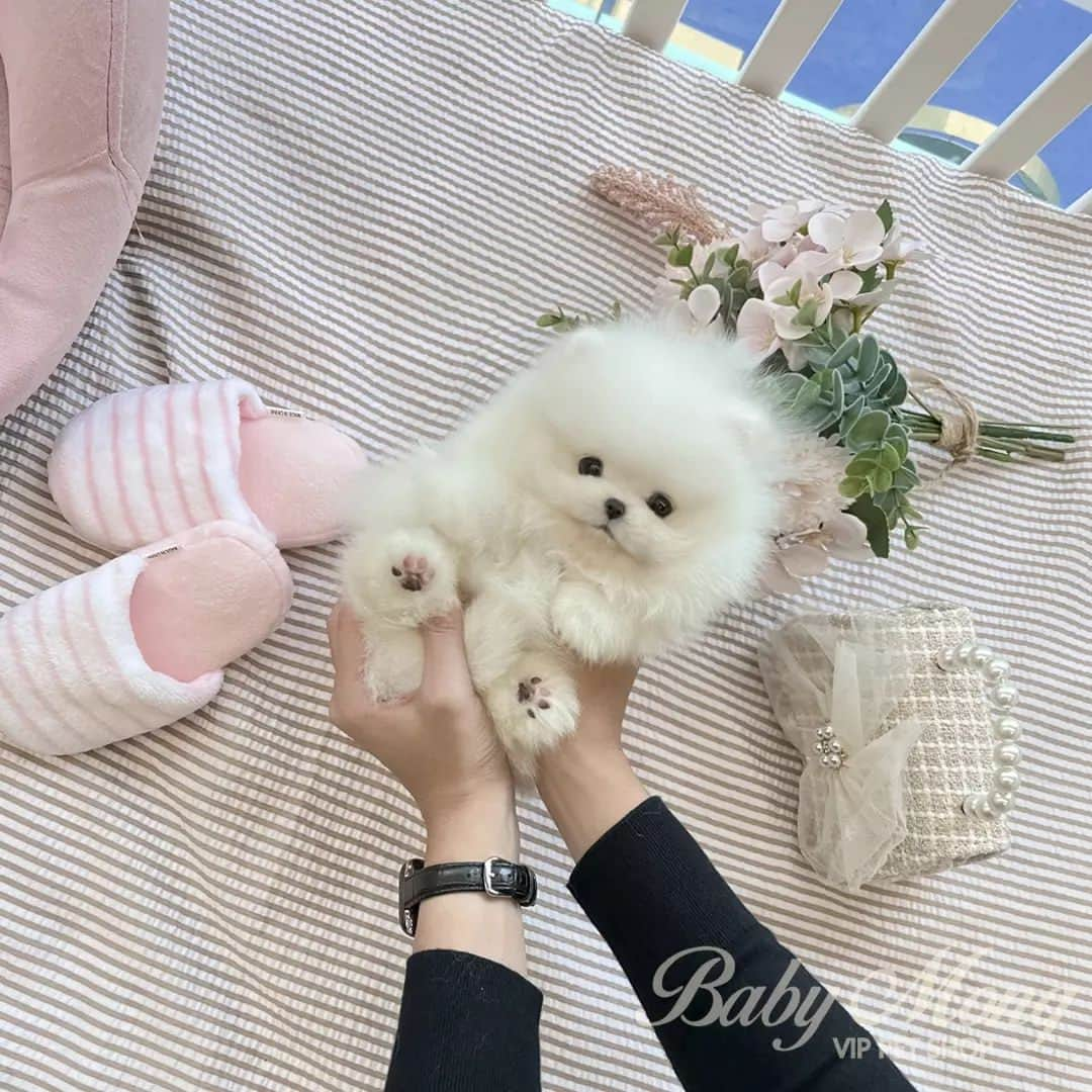 のインスタグラム：「How can there be such a fluffy and pretty pompom🥰 . . 저희는 다양한 강아지를 소유하고있으며, 강아지의 외모와 건강에 최선을 다하고 있습니다. We OWN Each and Every Puppy In Hand We Only Offer the Best in Appearance and Health  . . 베이비몽은 11년동안 운영한 믿을 만한 펫샵으로 많은 한류스타, k팝스타, 셀럽들이 선택한 곳입니다 미니 사이즈,명품견 전문으로  해외,국내에서 이미 유명하며  단 한건의 사고 없이 지금까지 운영해 왔습니다  당신이 원하는 강아지가 있다면 언제든지 연락주세요!!  BabyMong is a reliable pet shop that has been operating in Korea for 11 years. Many K-pop stars, Korean wave stars, and celebrities chose BabyMong. We are specialize in selling mini-cup-sized puppies. We sent many puppies abroad for a long time. And the puppies have been transported safely without a single accident.  Feel free to contact me if you are interested. . . 🇰🇷서울 영등포 본점: 010 8325 0086 영업등록번호: 110111-7609071 주소: 서울시 영등포구 영중로23 대표번호: 1688-4386 📞  text Instagram☎+82-10-2214-0186 Whatsapp +82-10-2214-0186 Wechat babymongoverseas Email : babymongkorea@gmail.com Dm : 📩 Please direct message call me BABYMONG Main Kakao talk ID : babymongkorea . . #포메라니안 #포메 #화이트포메라니안 #미니포메 #화이트포메 #포메입양 #포메라니안분양 #강아지 #댕댕이 #멍스타그램 #베이비몽 #영등포 #강아지분양 #강아지입양 #애견분양 #애견 #pome #pomeranian #pompom #whitepome #whitepomeranian #pomeranianworld  #dog #puppy #pupppylove #teacuppuppy #teacuppomeranian #cutedog #puppyforsale」