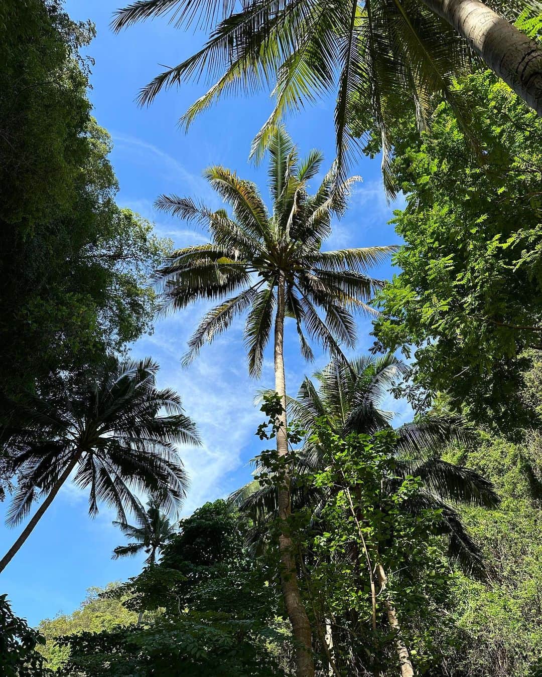 AMI（アミ）さんのインスタグラム写真 - (AMI（アミ）Instagram)「palm trees reminds me of hawaii 🌺  椰子の木見てるとハワイ思い出すなぁ🏝💛  #椰子の木 #タイ #プーケット #アジア旅行 #プーケット旅行 #ビキニ女子 #travelasia #phuket #phuketthailand #thailandtravel」8月28日 20時17分 - amyypatton