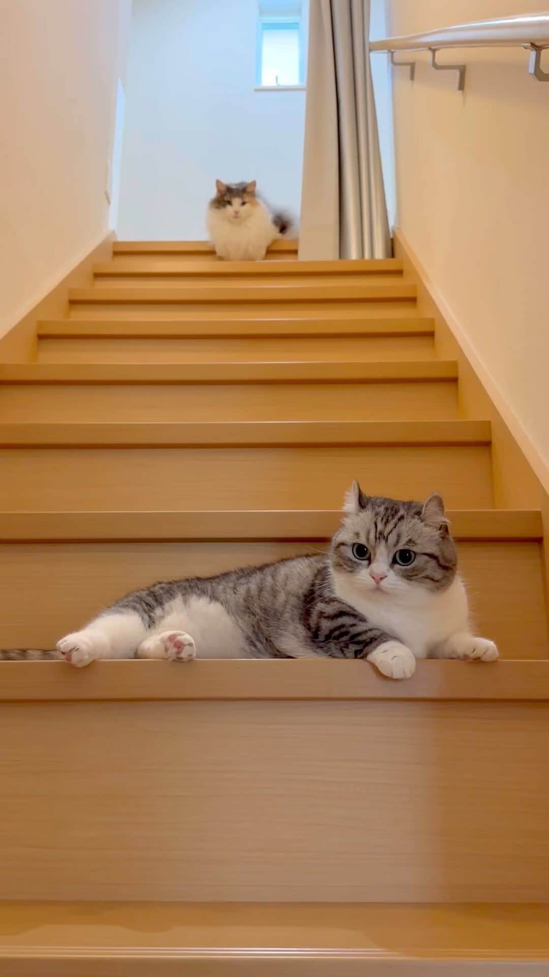 こむぎこまるのインスタグラム：「. . . 業者さんが家に来た🏠👨‍🏭 業者さんが帰った後、階段を見たら、コムギとコマルが階段の一番上から覗いていた😺😽 スマホを取りに行って戻ると、コマルが階段で寛いでいた😽 階段から覗く2匹が撮りたかったのに、残念🥹 . . A guest came to our house🏠👨‍🏭 Komugi and Komaru fled up the stairs😺😽 After that, the two cats were watching from the top of the stairs. After the guests left, Komaru was relaxing on the stairs.😽❤️ . . . #全員ビビりです #meowed  #cats_of_world  #cats_of_instworld  #meowfeature  #meowstagram  #catstagramcat  #catsagram  #catsinstagram  #catsisters  #norwegianforestcat  #munchkin #munchkincat  #マンチカン #階段 #猫のいる生活  #pecoねこ部  #曼赤肯  #短腿貓  #スフィンクス #sphinx」