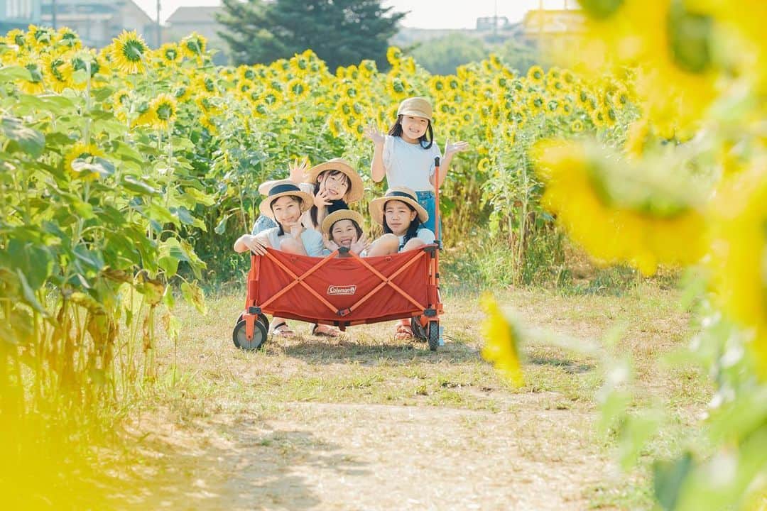 あすかのインスタグラム：「・ 早朝のひまわり畑🌻 赤ちゃんのときから 仲良しメンバー。  7:00すぎに集合して ひまわり撮影して 朝マックして 図書館で1時間勉強←初体験 あとはのんびり遊び 大満足の１日でした。  5.6枚目は５年前 みんな成長したなぁぁぁ🥹💕 ・」