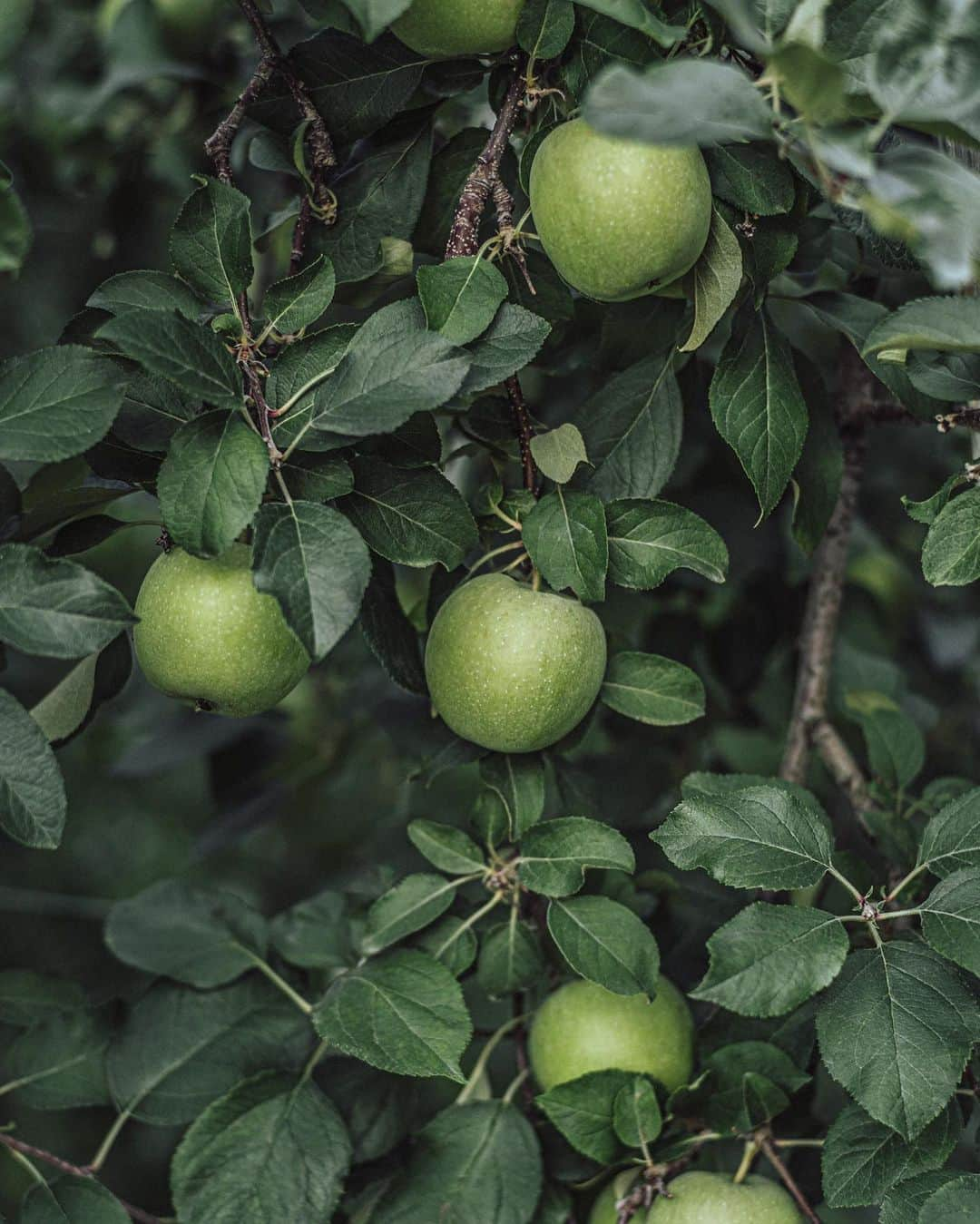 Nanaさんのインスタグラム写真 - (NanaInstagram)「🍏  #naturephotography  #appletree  #fruittree  #sonya7iv  #carlzeisslenses  #moodynature」8月28日 21時15分 - necozalenky_life