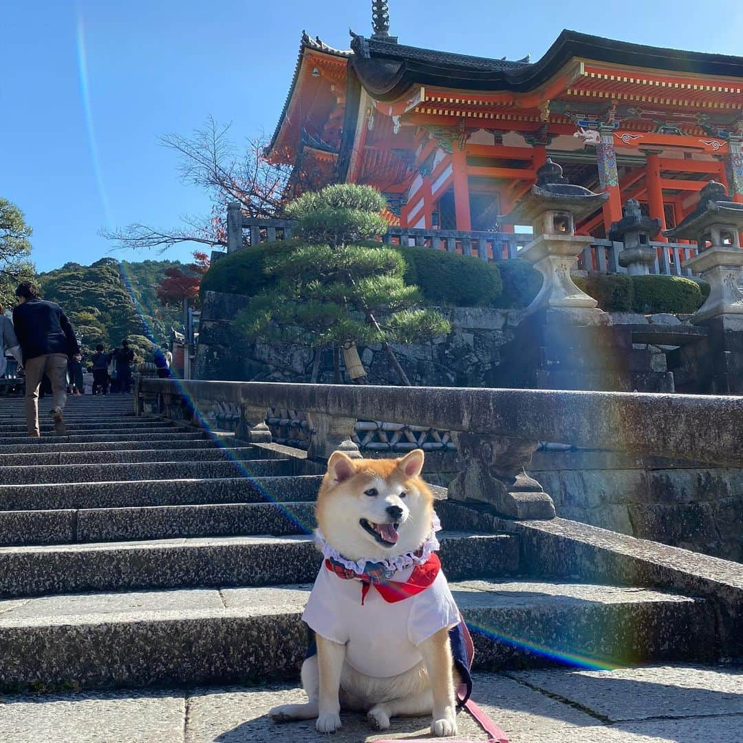 いなりさんのインスタグラム写真 - (いなりInstagram)「✰ ✰ ✰  安井金比羅宮の次は清水寺に行った時。(2年前ぐらい？)  この前はもう遅くて清水寺には行けませんでした… 豆腐ドーナツ食べたかったのになぁ…  私が仕事に行かなくなってからいなちゃんの風当たりが強い。 呼んでも来ない… 触ると怒られる…  ねぇ、一緒に住む意味ある？？ (メンヘラお母さん)  ✰ ✰ ✰  #清水寺 #いなちゃんの修学旅行 #うちの長女 #うちの長女がかわいすぎる #うちの長女が性格悪すぎる  #アトピっ子わんこ #柴犬いなり #柴 #しば #しばいぬ #日本犬 #いぬバカ部 #柴犬ライフ #サンデイ #犬 #pecoいぬ部 #shiba #shibainu  #shibadog  #shibarbucks #shibastagram #japanesedog #shibainulifes #多頭飼い」8月28日 21時23分 - shibainuinari