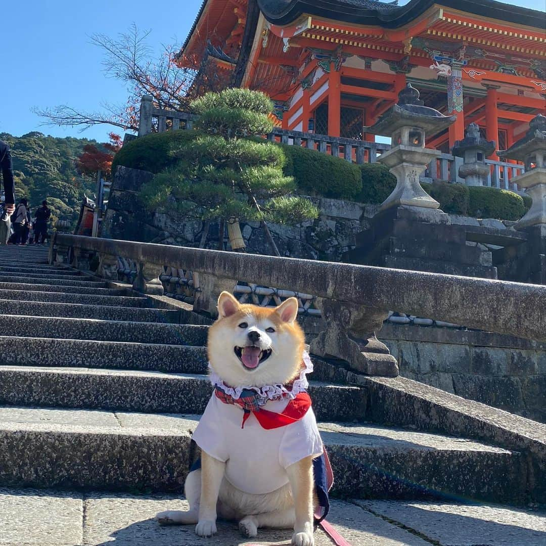 いなりのインスタグラム：「✰ ✰ ✰  安井金比羅宮の次は清水寺に行った時。(2年前ぐらい？)  この前はもう遅くて清水寺には行けませんでした… 豆腐ドーナツ食べたかったのになぁ…  私が仕事に行かなくなってからいなちゃんの風当たりが強い。 呼んでも来ない… 触ると怒られる…  ねぇ、一緒に住む意味ある？？ (メンヘラお母さん)  ✰ ✰ ✰  #清水寺 #いなちゃんの修学旅行 #うちの長女 #うちの長女がかわいすぎる #うちの長女が性格悪すぎる  #アトピっ子わんこ #柴犬いなり #柴 #しば #しばいぬ #日本犬 #いぬバカ部 #柴犬ライフ #サンデイ #犬 #pecoいぬ部 #shiba #shibainu  #shibadog  #shibarbucks #shibastagram #japanesedog #shibainulifes #多頭飼い」