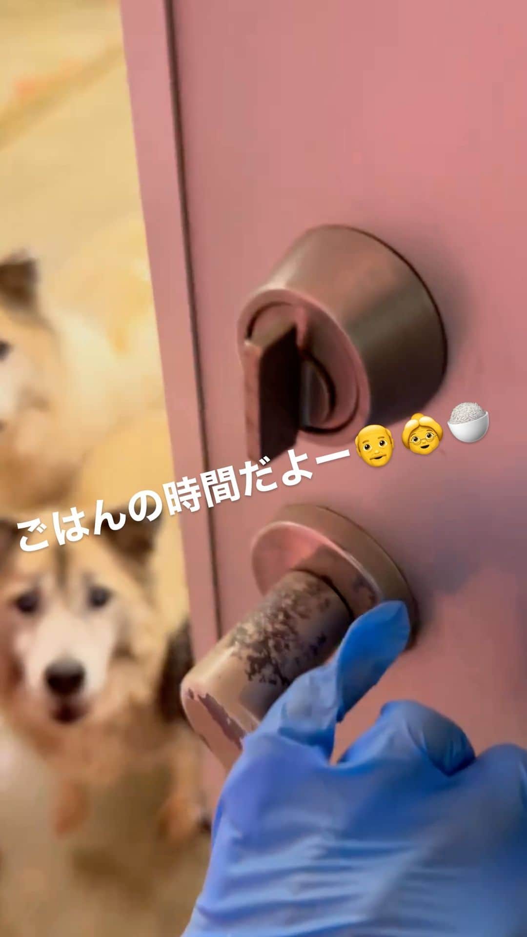 中原絵梨奈のインスタグラム：「マナの走り方がホンマ可愛い🐕🩵」