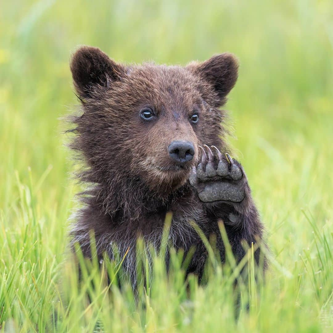 アニマルプラネットさんのインスタグラム写真 - (アニマルプラネットInstagram)「"Hi there!!!" 👋 🐻  An Alaskan coastal brown #bear cub waves hello in Lake Clark National Park, Alaska.  📷: Troy Harrison   #Animals」8月28日 22時00分 - animalplanet