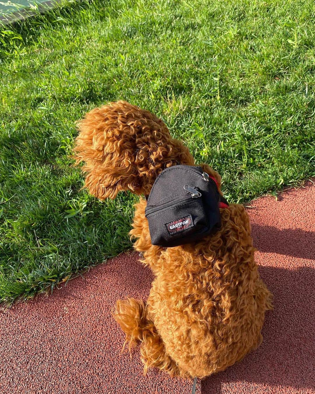 イーストパックさんのインスタグラム写真 - (イーストパックInstagram)「Toffee, Ulysse and Barut are ready for their walk with our Dog Pak’r available on www.eastpak.com   #builttoresist」8月28日 22時00分 - eastpak