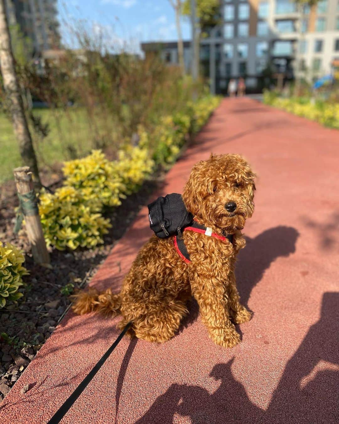 イーストパックのインスタグラム：「Toffee, Ulysse and Barut are ready for their walk with our Dog Pak’r available on www.eastpak.com   #builttoresist」