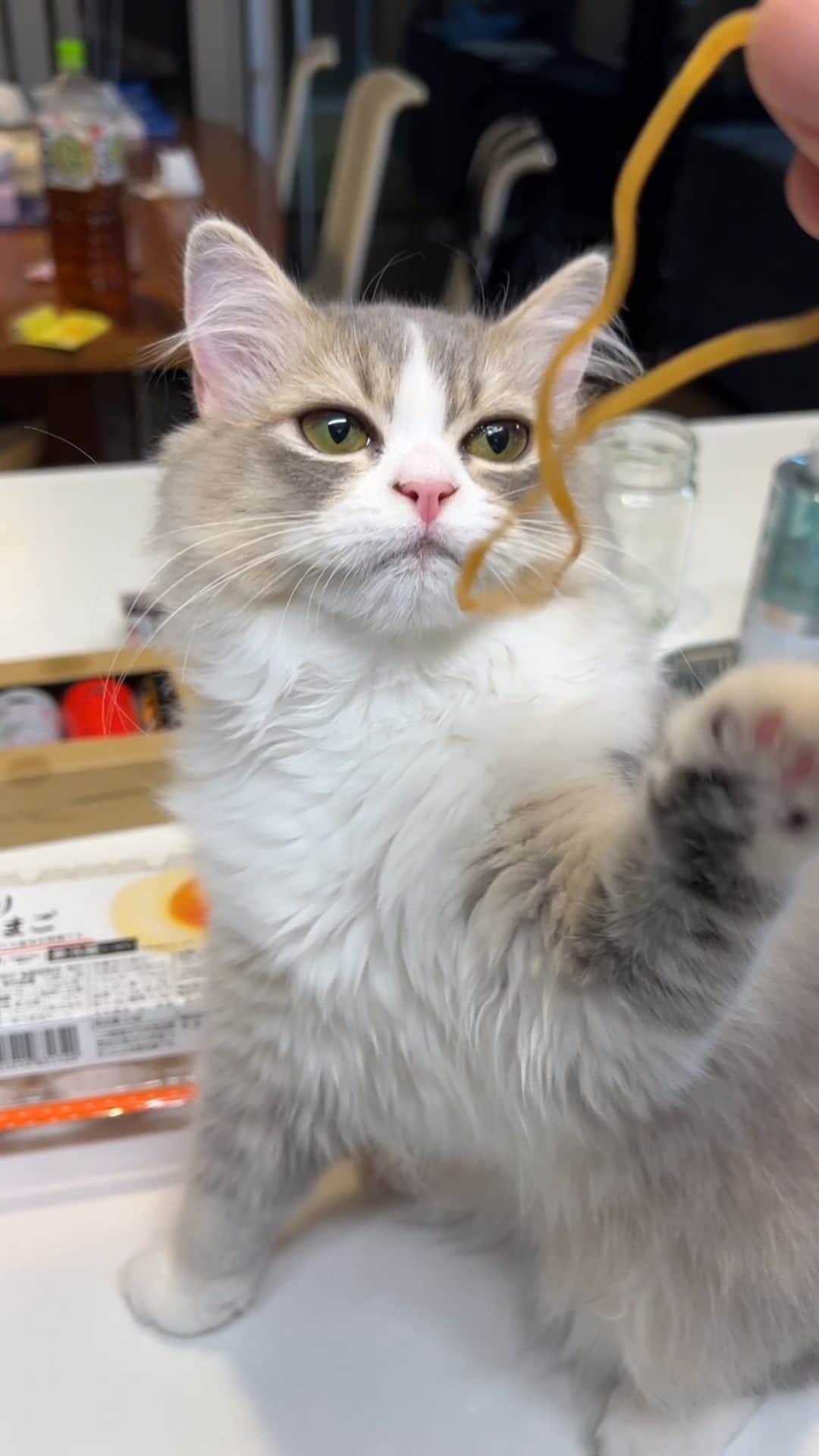 kougeishaのインスタグラム：「セリーと輪ゴム」