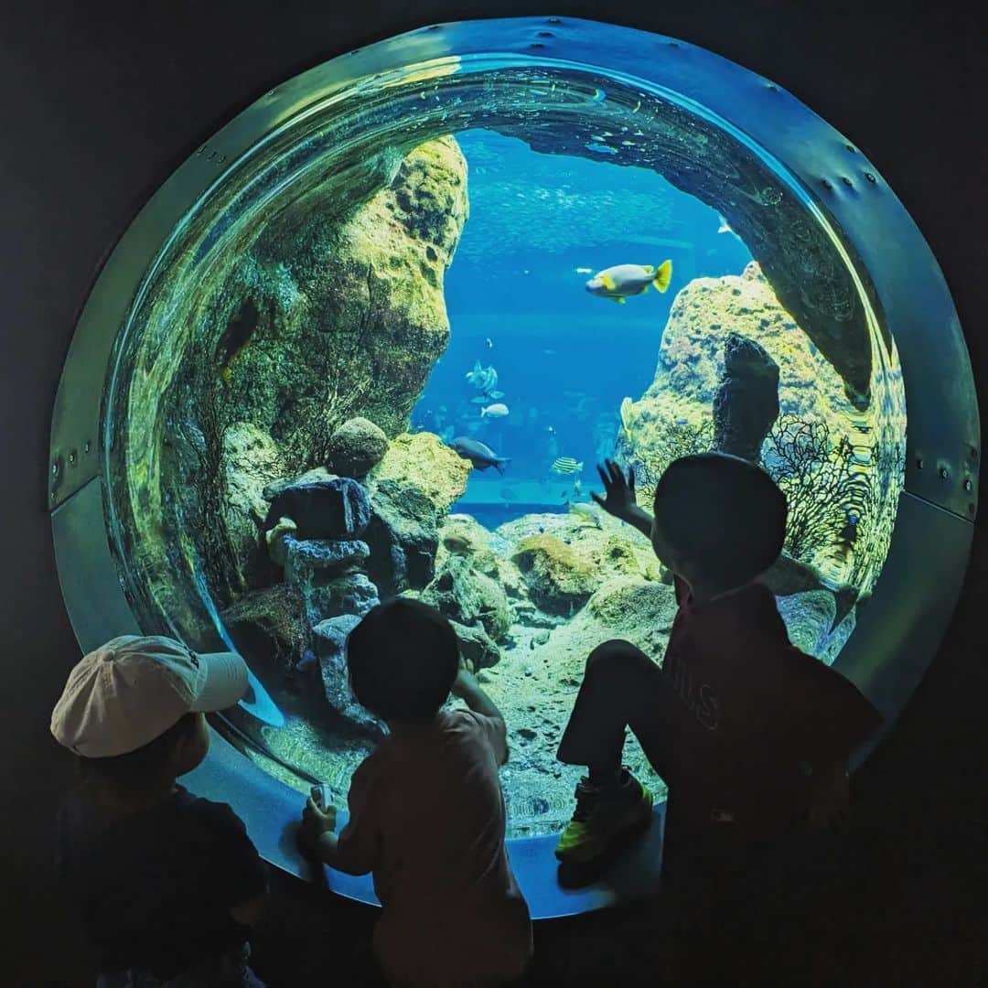 宮田愛子さんのインスタグラム写真 - (宮田愛子Instagram)「帰宅しても、まだ異世界にいるような余韻がある。やはり母なる海は神秘的…！  新江ノ島水族館は、ご当地の海の魅力をたっぷり紹介していてそれも良かった🐠」8月28日 22時21分 - miyata.aiko