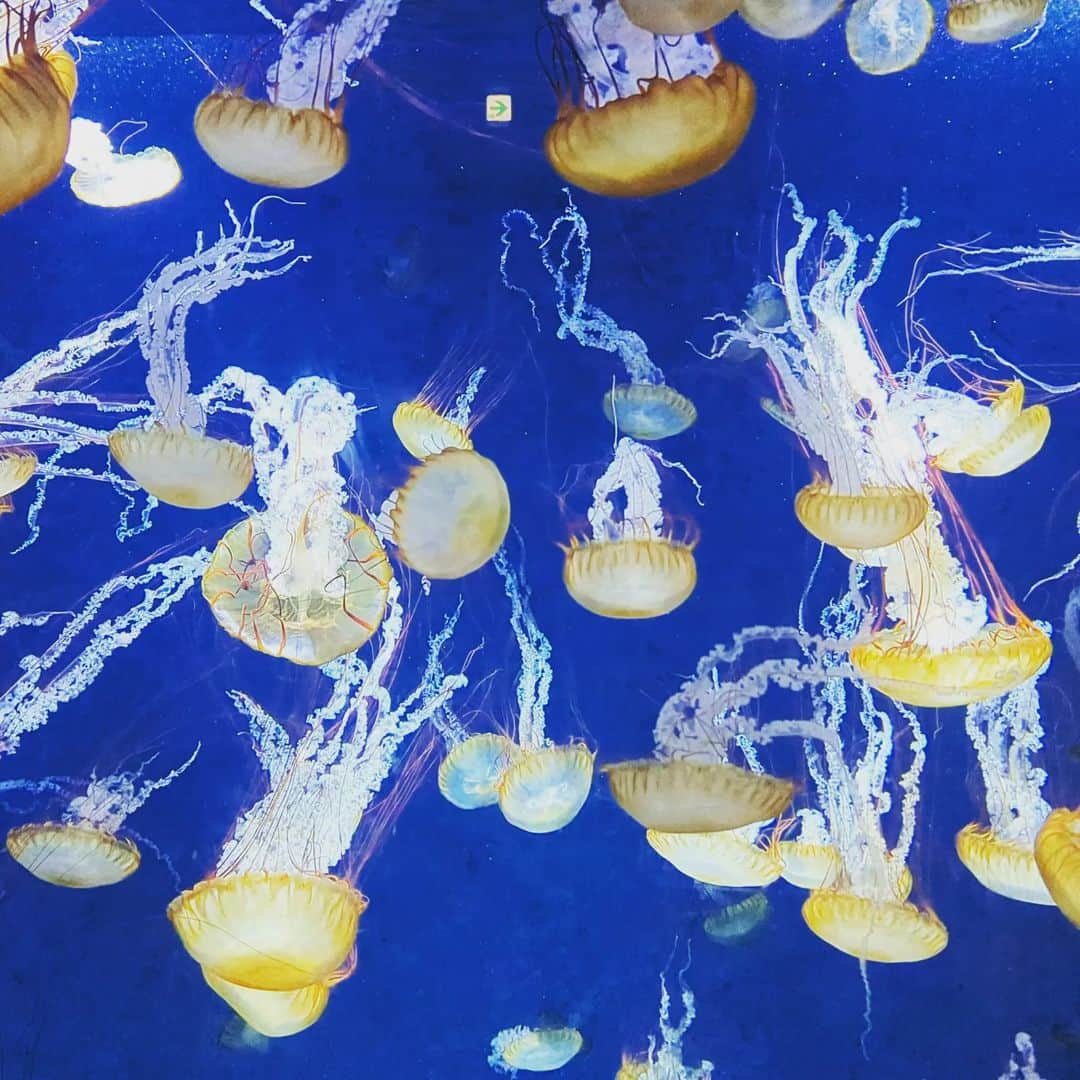 宮田愛子さんのインスタグラム写真 - (宮田愛子Instagram)「帰宅しても、まだ異世界にいるような余韻がある。やはり母なる海は神秘的…！  新江ノ島水族館は、ご当地の海の魅力をたっぷり紹介していてそれも良かった🐠」8月28日 22時21分 - miyata.aiko