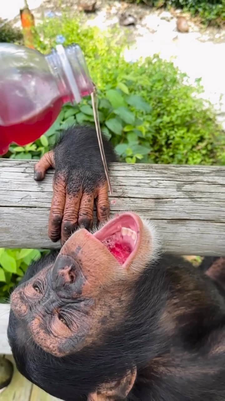 Zoological Wildlife Foundationのインスタグラム：「Monday morning hangs (literally) and refueling for another hot 🥵 day in the 305 with some fresh juice 🥤 and enrichment.   🎥 @landonscherr   Have you donated yet to my ‘Housing Project’ - we are still accepting donations via #linkinbio.   #igotskills #freshjuice #heatwave #chimpanzee #notapet」