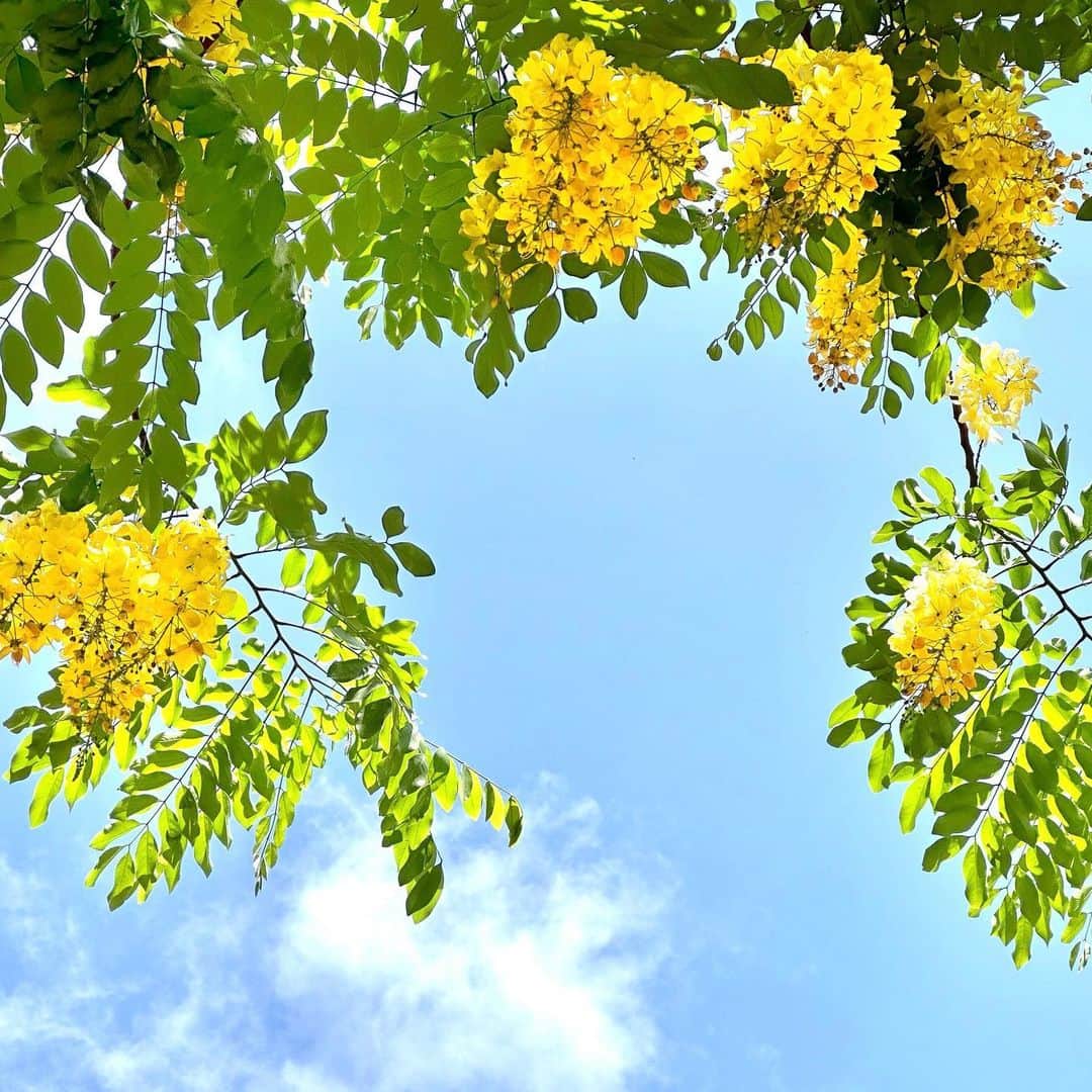 harumiのインスタグラム：「Goldtree in Hawaii🩵💛✨💛🩵  夏の思い出  #ゴールドツリー」