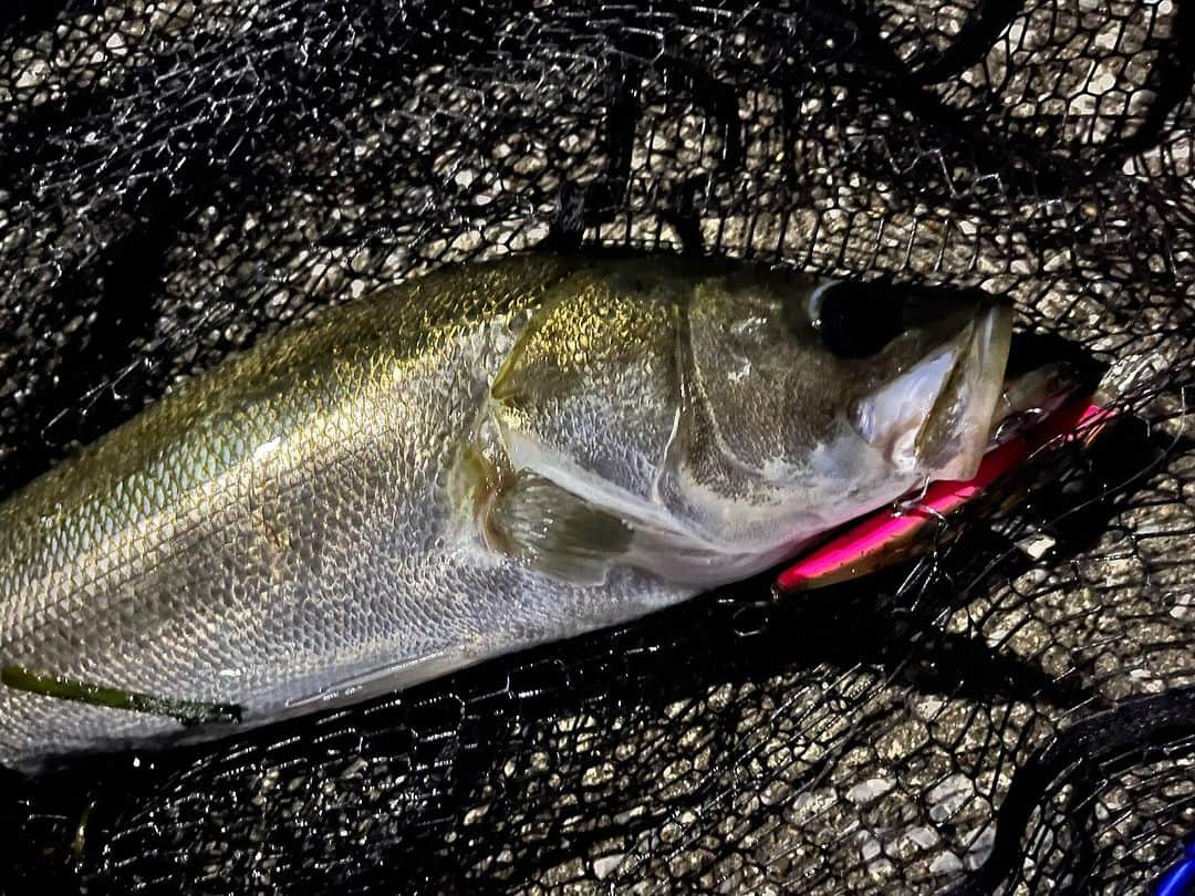 人時のインスタグラム：「HU-MINNOW111Sで。  ルアー見えにくいけど💦 カラーはスエキンキライワシ  #hideup #huminnow111s」