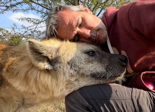 Kevin Richardson LionWhisperer さんのインスタグラム写真 - (Kevin Richardson LionWhisperer Instagram)「🔊 🆙 Some hyena vocalisations that sound cow-like are actually part of their complex communication repertoire. These sounds are often made by spotted hyenas, and they serve various purposes. The vocalisation in the video, for instance, resembles the sound of a cow’s moo and is used to communicate with other clan members status and dominance. Notice the subordinate lifts her hind leg so the more dominant individual can sniff her genitals. These rituals can escalate into violence, especially if the subordinate acts very nervous or skittish. Wouldn’t you also be nervous if something with jaws as powerful as a hyena, was sniffing your genitals?  Just like other animal calls, these cow-like sounds play a crucial role in the intricate social dynamics of hyena groups. So, next time you hear a hyena “moo,” remember it’s their unique way of staying connected and navigating their complex social world! 🐾🎶 🐄  #hyenamoo #moo #spottedhyena」8月28日 23時00分 - lionwhisperersa