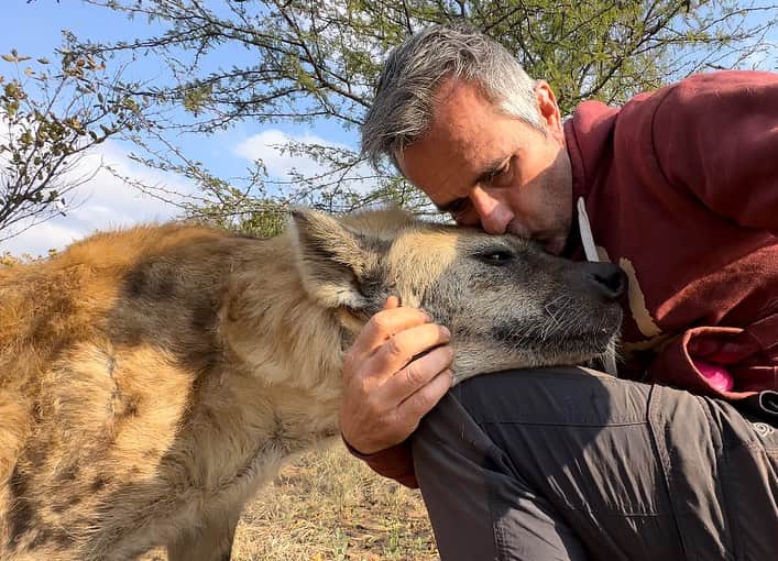 Kevin Richardson LionWhisperer さんのインスタグラム写真 - (Kevin Richardson LionWhisperer Instagram)「🔊 🆙 Some hyena vocalisations that sound cow-like are actually part of their complex communication repertoire. These sounds are often made by spotted hyenas, and they serve various purposes. The vocalisation in the video, for instance, resembles the sound of a cow’s moo and is used to communicate with other clan members status and dominance. Notice the subordinate lifts her hind leg so the more dominant individual can sniff her genitals. These rituals can escalate into violence, especially if the subordinate acts very nervous or skittish. Wouldn’t you also be nervous if something with jaws as powerful as a hyena, was sniffing your genitals?  Just like other animal calls, these cow-like sounds play a crucial role in the intricate social dynamics of hyena groups. So, next time you hear a hyena “moo,” remember it’s their unique way of staying connected and navigating their complex social world! 🐾🎶 🐄  #hyenamoo #moo #spottedhyena」8月28日 23時00分 - lionwhisperersa