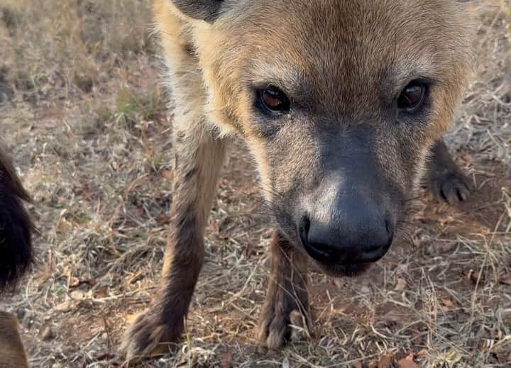 Kevin Richardson LionWhisperer のインスタグラム：「🔊 🆙 Some hyena vocalisations that sound cow-like are actually part of their complex communication repertoire. These sounds are often made by spotted hyenas, and they serve various purposes. The vocalisation in the video, for instance, resembles the sound of a cow’s moo and is used to communicate with other clan members status and dominance. Notice the subordinate lifts her hind leg so the more dominant individual can sniff her genitals. These rituals can escalate into violence, especially if the subordinate acts very nervous or skittish. Wouldn’t you also be nervous if something with jaws as powerful as a hyena, was sniffing your genitals?  Just like other animal calls, these cow-like sounds play a crucial role in the intricate social dynamics of hyena groups. So, next time you hear a hyena “moo,” remember it’s their unique way of staying connected and navigating their complex social world! 🐾🎶 🐄  #hyenamoo #moo #spottedhyena」