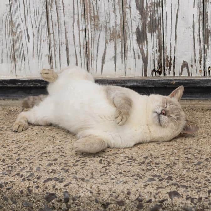 五十嵐健太のインスタグラム：「今日もお疲れ様でした #猫　#シャムミックス」