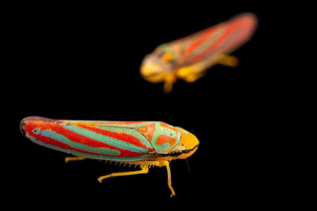 Joel Sartoreさんのインスタグラム写真 - (Joel SartoreInstagram)「With their beautiful, brightly colored stripes, it would be easy to confuse these candy- striped leafhoppers for a delicious sweet. Found from Canada to Panama, this species belongs to a group of leafhoppers known as sharpshooters. As they suck sap from leaves, they expel excess liquid in droplets with a forceful pop. Photo taken near Walton, Nebraska.   #insect #leafhopper #candystriped #candy #animal #wildlife #photography #wildlifephotography #animalphotography #studioportrait #PhotoArk @insidenatgeo」8月28日 23時30分 - joelsartore