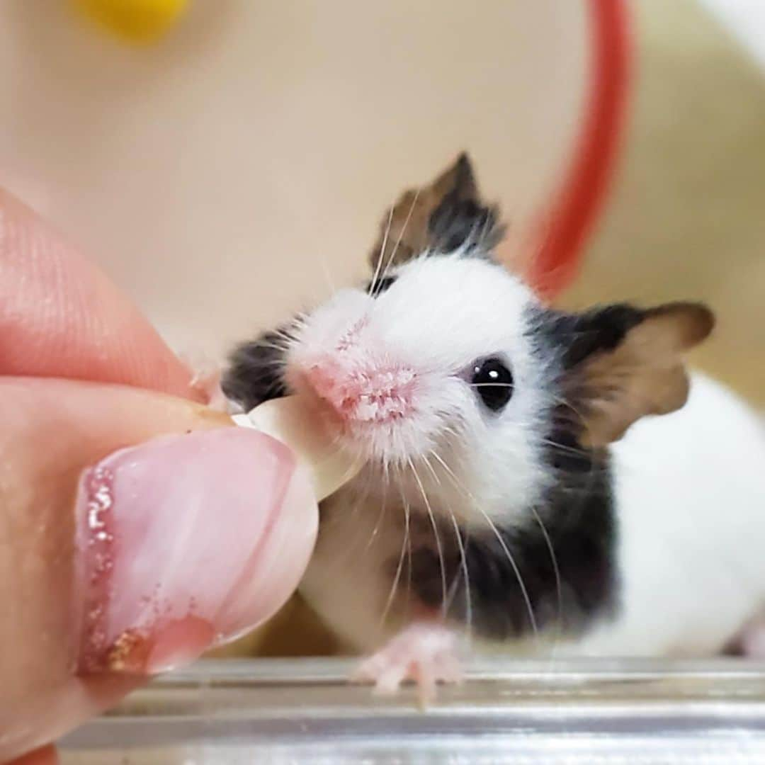 hamster_mocoのインスタグラム