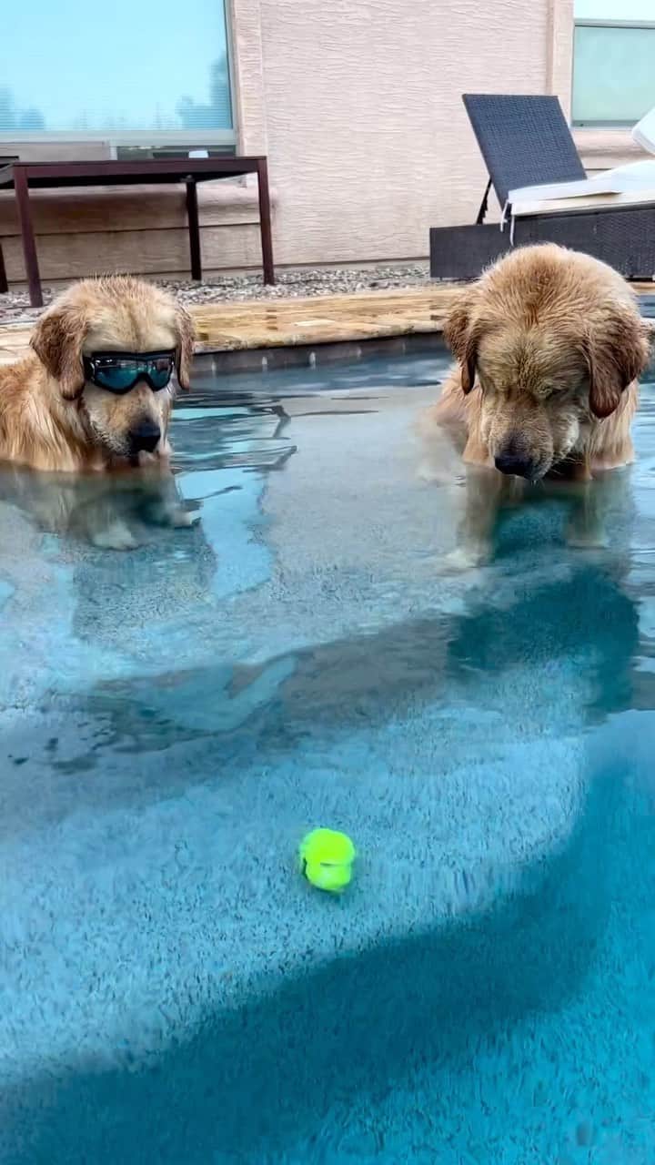 DogsOf Instagramのインスタグラム：「POV: @thegoldenbros_t.b waiting around for the problem to solve itself 🙈🎾 Fetched from @thegoldenbros_t.b 😎 #mondaymood   . . . #funnygoldenretriever #funnydogs #dogsofinstagram #mondaymotivation」