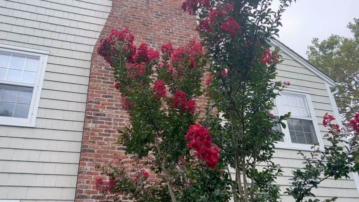 アレック・ボールドウィンのインスタグラム：「LAST DAYS OF SUMMER: I’ve waited three Summers for these trees to bloom. I have been given a few names for this Crepe Myrtle. Dynamite. Firecracker. I love this color. A true red.」