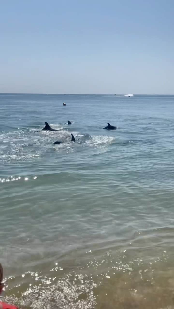 ニナ・ビスローバのインスタグラム：「Дельфины приплыли 🐬 , такие красивые , свободные … столько кайфа наблюдать за ними 🙏🏻🌊🌊🌊」