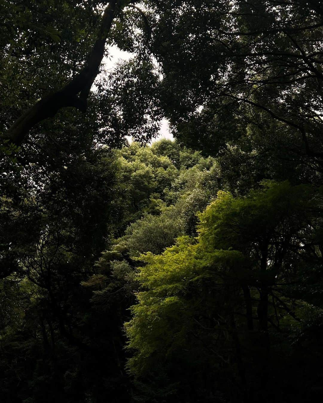 NATALIE LIAOさんのインスタグラム写真 - (NATALIE LIAOInstagram)「Summer in Japan, the absolute best time of my life. It has been such a pleasurable experience to unplug from social media for the past 3 weeks (I really recommend it). I’m constantly contemplating about how I desire to move within this ever-evolving realm. I think I’ve reached my clarity point and it feels so good. I am also making space for my ever-evolving self. I hope you have had a wonderful summer my darlings! 🫶🏻⛩️♥️  #tokyojapan #japantravel #japantrip #summerinjapan」8月29日 0時40分 - fongminliao