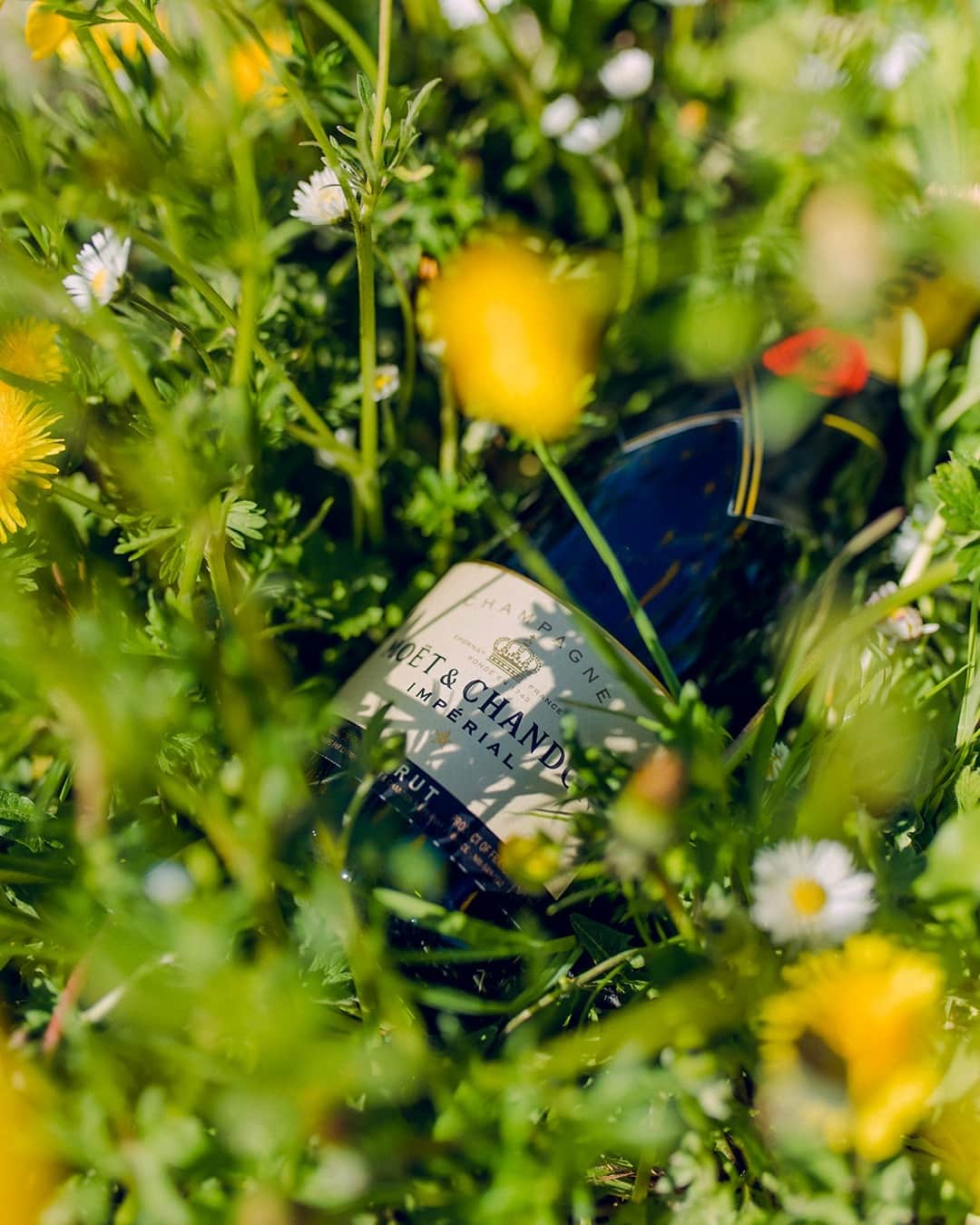 Moët & Chandon Officialのインスタグラム：「Did you know? Moët & Chandon has adopted new sustainable viticulture practices for more than two decades already. From the ISO-14001 and sustainable viticulture certification in 2007 to the reduction of our bottle weight in 2010 or the end of herbicides use in 2020, big changes are always on the horizon. The Maison has also committed to a vast decarbonization plan whose ambition is to reduce its footprint by 50% by 2030 versus 2018, in all three scopes. ⁣ ⁣ #NaturaNostra #MoetChandon ⁣ ⁣ This material is not intended to be viewed by persons under the legal alcohol drinking age or in countries with restrictions on advertising on alcoholic beverages. ENJOY MOËT RESPONSIBLY.」