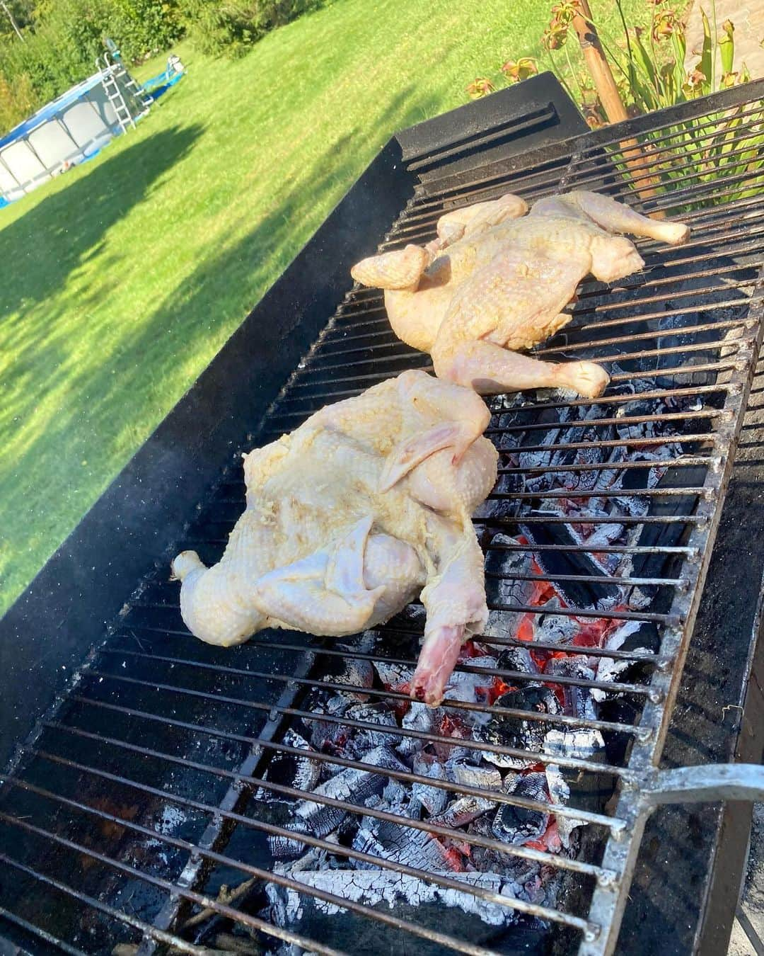 小明さんのインスタグラム写真 - (小明Instagram)「菜食主義の方は見ないでください  今日は焼き鳥だよ、と言われ楽しみにしていたけどなんかスケールが違ってたよ　ねぎほしくなるね」8月29日 1時36分 - akarusan