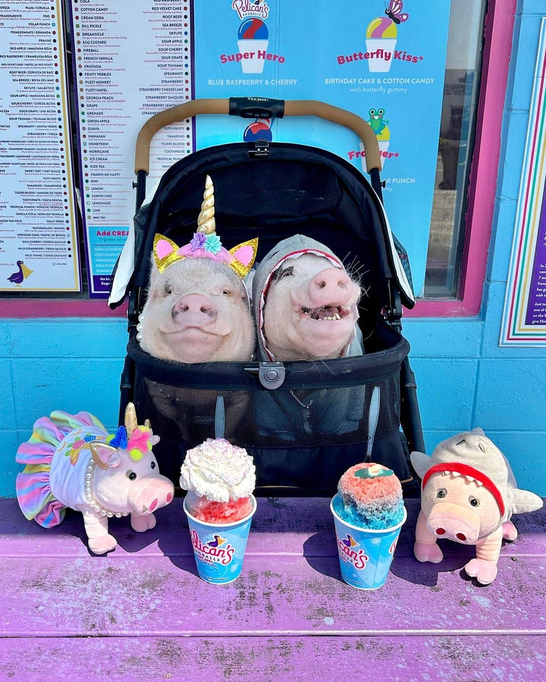 Priscilla and Poppletonのインスタグラム：「Have you gotten your Prissy Unicorn plush? Silly Pop was a little disappointed last weekend that his Poppleshark missed out when I took my Prissy Unicorn out for a milkshake, so I found a place that has unicorn AND shark snoballs. Look how happy he was, and look how happy I was when our besties showed up and got matching snoballs and fed ours to us. We had so much fun!   If you haven’t gotten a prissy unicorn plush, piggy please consider getting one at the LINK IN OUR BIO. I have about 50 more to sell, and I’m counting on you guys! She’s cute, makes a great Christmas gift and even better supports a good cause @prissyandpops_helpinghooves. Get one before it’s too late.🐷💗🦄 #PrissyUnicorn #Snoballs #JaxBeach #PrissyandPop」