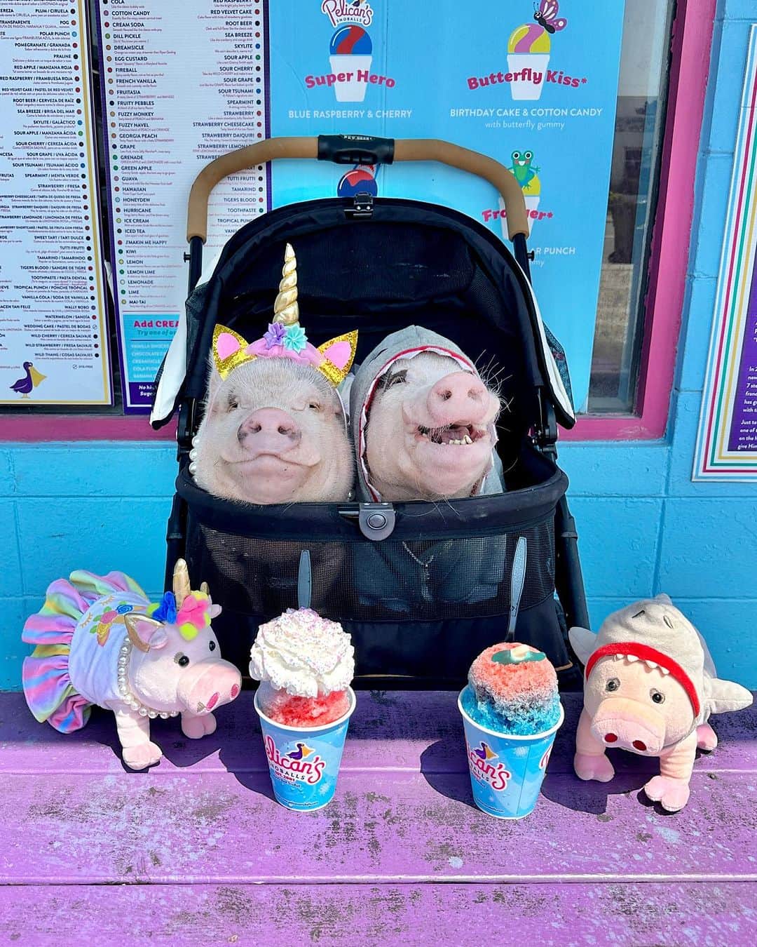 Priscilla and Poppletonさんのインスタグラム写真 - (Priscilla and PoppletonInstagram)「Have you gotten your Prissy Unicorn plush? Silly Pop was a little disappointed last weekend that his Poppleshark missed out when I took my Prissy Unicorn out for a milkshake, so I found a place that has unicorn AND shark snoballs. Look how happy he was, and look how happy I was when our besties showed up and got matching snoballs and fed ours to us. We had so much fun!   If you haven’t gotten a prissy unicorn plush, piggy please consider getting one at the LINK IN OUR BIO. I have about 50 more to sell, and I’m counting on you guys! She’s cute, makes a great Christmas gift and even better supports a good cause @prissyandpops_helpinghooves. Get one before it’s too late.🐷💗🦄 #PrissyUnicorn #Snoballs #JaxBeach #PrissyandPop」8月29日 1時56分 - prissy_pig