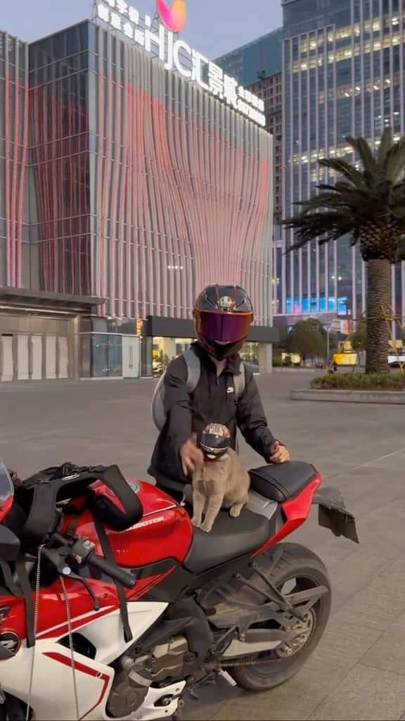 Cute Pets Dogs Catsのインスタグラム：「Biker cat 🐈   Credit: beautiful lishiyin_ (tt) ** For all crediting issues and removals pls 𝐄𝐦𝐚𝐢𝐥 𝐮𝐬 ☺️  𝐍𝐨𝐭𝐞: we don’t own this video/pics, all rights go to their respective owners. If owner is not provided, tagged (meaning we couldn’t find who is the owner), 𝐩𝐥𝐬 𝐄𝐦𝐚𝐢𝐥 𝐮𝐬 with 𝐬𝐮𝐛𝐣𝐞𝐜𝐭 “𝐂𝐫𝐞𝐝𝐢𝐭 𝐈𝐬𝐬𝐮𝐞𝐬” and 𝐨𝐰𝐧𝐞𝐫 𝐰𝐢𝐥𝐥 𝐛𝐞 𝐭𝐚𝐠𝐠𝐞𝐝 𝐬𝐡𝐨𝐫𝐭𝐥𝐲 𝐚𝐟𝐭𝐞𝐫.  We have been building this community for over 6 years, but 𝐞𝐯𝐞𝐫𝐲 𝐫𝐞𝐩𝐨𝐫𝐭 𝐜𝐨𝐮𝐥𝐝 𝐠𝐞𝐭 𝐨𝐮𝐫 𝐩𝐚𝐠𝐞 𝐝𝐞𝐥𝐞𝐭𝐞𝐝, pls email us first. **」