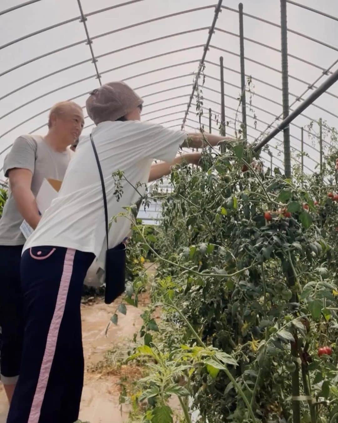 橋本志穂さんのインスタグラム写真 - (橋本志穂Instagram)「軽井沢の片山農園にお邪魔して たくさんお野菜を収穫させていただきました。  フルティカトマトが めちゃくちゃ美味しくて、 差し入れしたみなさんに 「人生で一番美味しいトマト」 「まるでシャインマスカットみたい」と 大絶賛でしたー  #フルティカ #トマト #軽井沢 @hocchitamana.sam」8月29日 2時22分 - shihohashimoto3