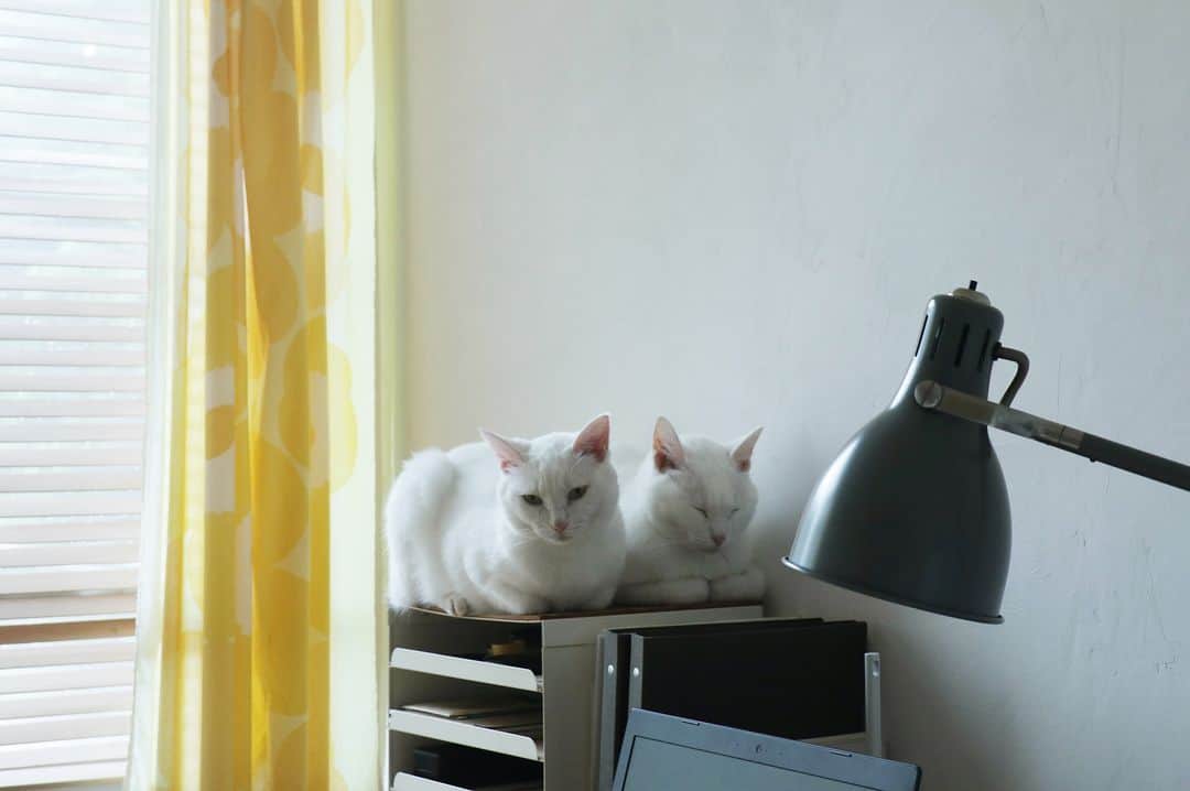 ムクリ［mukuri］さんのインスタグラム写真 - (ムクリ［mukuri］Instagram)「そこにいるだけで、豊かな感情を与えてくれる〜猫との暮らし  雰囲気のある佇まいのおうちに お住まいのあさこさんのお話です。  あさこさんが一緒に暮らしているのは、 白猫のしろちゃんくろちゃん。  出会いや普段の様子から、 しろちゃんくろちゃんへの思いまでお伺いしました。  色々な感情をあたえてくれる猫。 読んでいると心がじんわりと温かくなりました。  あさこさんはhibihibiさんのお名前で YouTubeに暮らしの動画をアップされていて、 そちらもとても素敵なんです！  その暮らしを文章と写真で表現してくださったコラム。 ぜひご覧くださいね♩  –––––––––––––––––– ムクリ公式アカウントでは くらしの中にある"好き"や"コダワリ"を毎日お届け。  インテリア、整理収納から家づくりなど 日常で参考になる情報から サラッと読める短編コラムまで ご紹介していますのでフォローしてぜひご覧ください。 ▶︎ @mukuri_official ・  「 #ムクリ 」のタグもいつも楽しく拝見しています☺️  オリジナルブランドは @daily_mukuri  くらしの中にあったらいいいな、 そんな商品を企画・制作、集めています。 ––––––––––––––––––  #暮らし#暮らしを楽しむ #暮らしを整える #日々#日々の暮らし #日々のこと #高山植物#猫#白猫#きゃっとすたぐらむ #インテリア#catstagram  #interiordesign#台所#キッチン#kitchen#リビング#マイホーム#くらしの編集#ムクリ」8月29日 12時05分 - mukuri_official