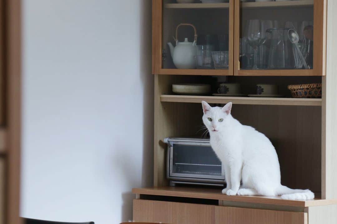 ムクリ［mukuri］さんのインスタグラム写真 - (ムクリ［mukuri］Instagram)「そこにいるだけで、豊かな感情を与えてくれる〜猫との暮らし  雰囲気のある佇まいのおうちに お住まいのあさこさんのお話です。  あさこさんが一緒に暮らしているのは、 白猫のしろちゃんくろちゃん。  出会いや普段の様子から、 しろちゃんくろちゃんへの思いまでお伺いしました。  色々な感情をあたえてくれる猫。 読んでいると心がじんわりと温かくなりました。  あさこさんはhibihibiさんのお名前で YouTubeに暮らしの動画をアップされていて、 そちらもとても素敵なんです！  その暮らしを文章と写真で表現してくださったコラム。 ぜひご覧くださいね♩  –––––––––––––––––– ムクリ公式アカウントでは くらしの中にある"好き"や"コダワリ"を毎日お届け。  インテリア、整理収納から家づくりなど 日常で参考になる情報から サラッと読める短編コラムまで ご紹介していますのでフォローしてぜひご覧ください。 ▶︎ @mukuri_official ・  「 #ムクリ 」のタグもいつも楽しく拝見しています☺️  オリジナルブランドは @daily_mukuri  くらしの中にあったらいいいな、 そんな商品を企画・制作、集めています。 ––––––––––––––––––  #暮らし#暮らしを楽しむ #暮らしを整える #日々#日々の暮らし #日々のこと #高山植物#猫#白猫#きゃっとすたぐらむ #インテリア#catstagram  #interiordesign#台所#キッチン#kitchen#リビング#マイホーム#くらしの編集#ムクリ」8月29日 12時05分 - mukuri_official
