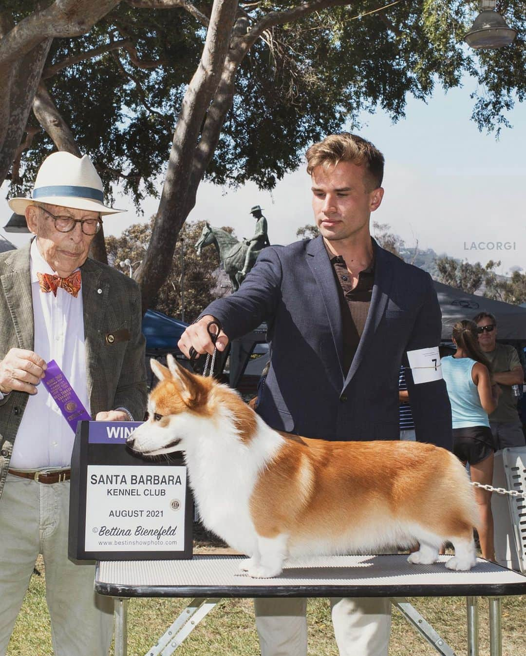 Geordi La Corgiさんのインスタグラム写真 - (Geordi La CorgiInstagram)「Introducing new AKC ✨Grand Champion Bronze✨ Scotty! Yesterday at the Santa Barbara Kennel Club dog show, Scotty earned the final few points needed for his title.   What made it extra special was that he got his VERY FIRST POINT at this same show exactly 2 years ago! So it truly felt like it came full circle. 🤯  Scotty is now: GCHB Tri-umph That's How I Roll RA NAJ NF BCAT ACT1 ACT1J CGC TKA  Swipe to the last pic to see his first win photo from this show 2 years ago at 18 months of age, handled by @michaelhilldogtraining!  So grateful to everyone who helped us along this crazy journey as well as our IG friends who have been so supportive of us! We appreciate you! 🙏💛  (For those not familiar with the AKC titles: "Champion" requires 15 points, "Grand Champion" requires 25 points, and "Grand Champion Bronze" requires 100 points!)」8月29日 12時07分 - lacorgi