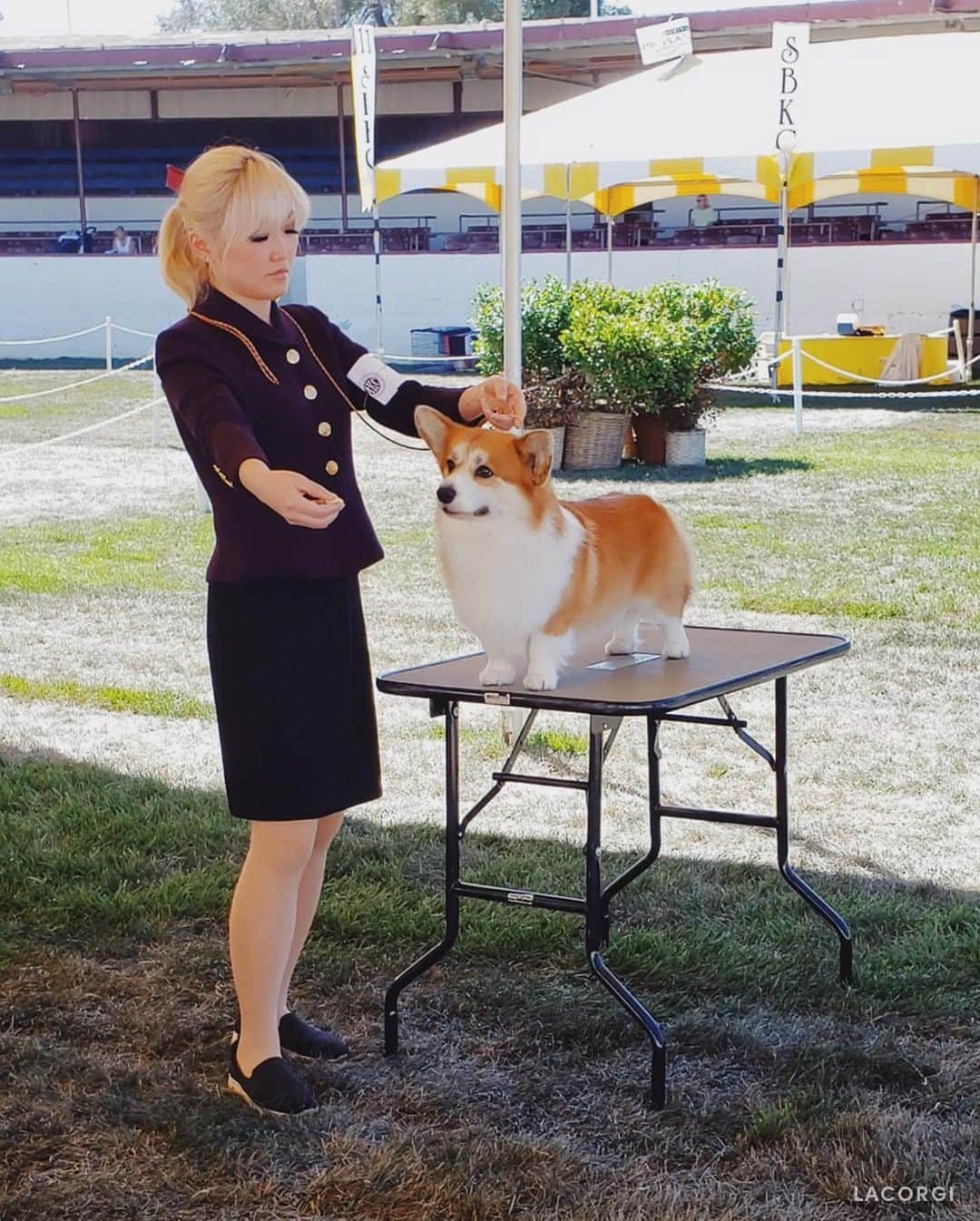 Geordi La Corgiさんのインスタグラム写真 - (Geordi La CorgiInstagram)「Introducing new AKC ✨Grand Champion Bronze✨ Scotty! Yesterday at the Santa Barbara Kennel Club dog show, Scotty earned the final few points needed for his title.   What made it extra special was that he got his VERY FIRST POINT at this same show exactly 2 years ago! So it truly felt like it came full circle. 🤯  Scotty is now: GCHB Tri-umph That's How I Roll RA NAJ NF BCAT ACT1 ACT1J CGC TKA  Swipe to the last pic to see his first win photo from this show 2 years ago at 18 months of age, handled by @michaelhilldogtraining!  So grateful to everyone who helped us along this crazy journey as well as our IG friends who have been so supportive of us! We appreciate you! 🙏💛  (For those not familiar with the AKC titles: "Champion" requires 15 points, "Grand Champion" requires 25 points, and "Grand Champion Bronze" requires 100 points!)」8月29日 12時07分 - lacorgi