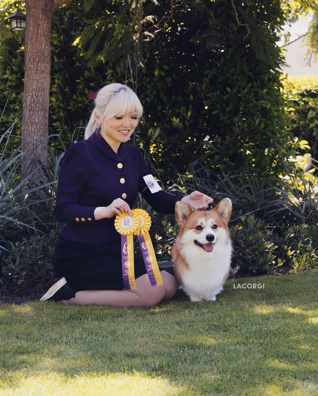 Geordi La Corgiのインスタグラム：「Introducing new AKC ✨Grand Champion Bronze✨ Scotty! Yesterday at the Santa Barbara Kennel Club dog show, Scotty earned the final few points needed for his title.   What made it extra special was that he got his VERY FIRST POINT at this same show exactly 2 years ago! So it truly felt like it came full circle. 🤯  Scotty is now: GCHB Tri-umph That's How I Roll RA NAJ NF BCAT ACT1 ACT1J CGC TKA  Swipe to the last pic to see his first win photo from this show 2 years ago at 18 months of age, handled by @michaelhilldogtraining!  So grateful to everyone who helped us along this crazy journey as well as our IG friends who have been so supportive of us! We appreciate you! 🙏💛  (For those not familiar with the AKC titles: "Champion" requires 15 points, "Grand Champion" requires 25 points, and "Grand Champion Bronze" requires 100 points!)」
