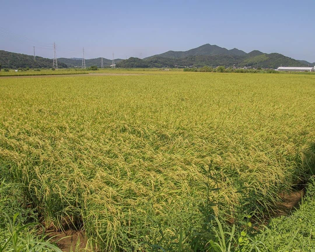 愛知県田原市のインスタグラム：「Rice fields with ripe golden ears 見渡す限り、黄金色―！  今年もそろそろ収穫かな♪ 新米が楽しみだ！  #稲刈り #お米 #稲穂 #野田米  * #たはら暮らし * #渥美半島#田原市#田原#伊良湖岬#伊良湖#赤羽根#渥美半島菜の花浪漫街道#サーフィン#tahara#irago#akabane#spring#surfing#田舎暮らし#日々の暮らし#休日の過ごし方#スローライフ#instagramjaran#igersjp#scenic_jp」